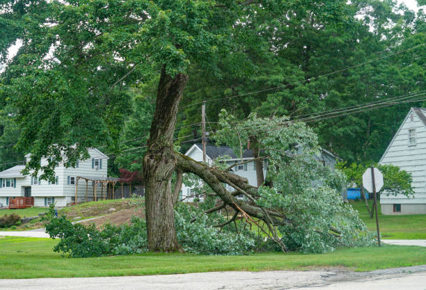 Trusted Lacy Lakeview, TX Tree Service Experts